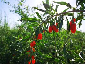 头茬沙漠枸杞 无农药不熏硫 枸杞多糖含量高