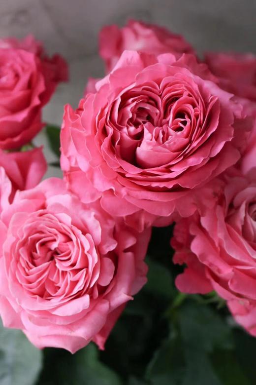 长相思玫瑰【我说相思不外露，惊觉念你已入骨】简小姐精选 A级新品国产浪漫卷边奥斯汀玫瑰 长相思 9+1枝防花损 2束包邮 48小时发货 商品图6