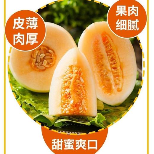 黄金蜜瓜 1个/约2000g 商品图4