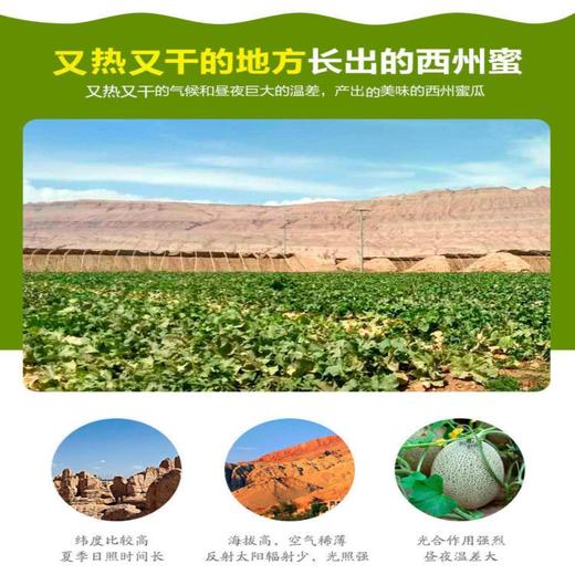 哈密瓜 1个/约1750g 商品图11