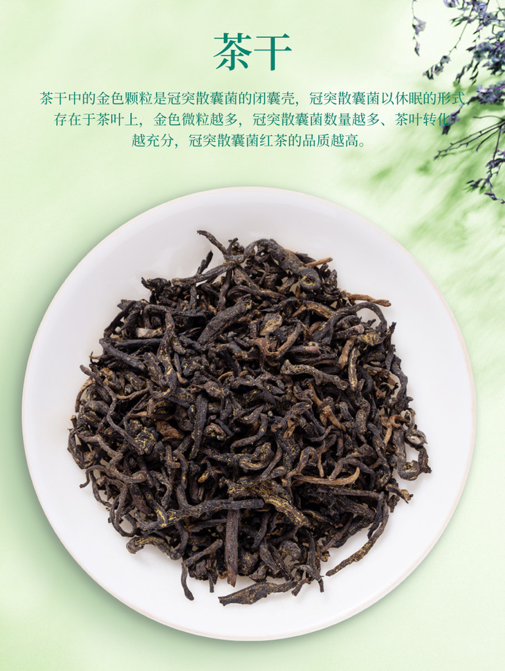 元正益生菌红茶金冠100g