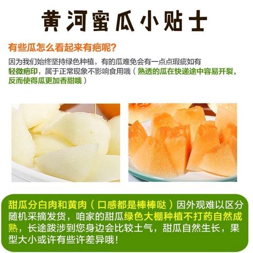 黄金蜜瓜 1个/约2000g 商品图11