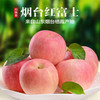 山东 栖霞 富士 苹果5-6个/约1500g 商品缩略图1