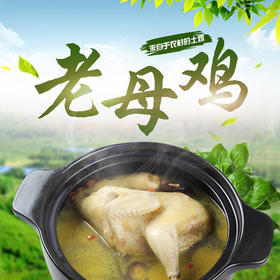 【自提预售】六合老母鸡整只 线上（仅支持六合自提）