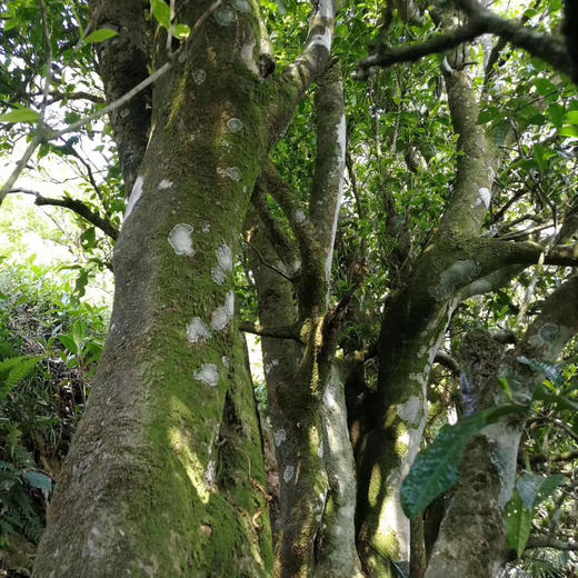 【古树红茶】没有一片新树叶，都是树龄300-700年的老树叶片  传统小木箱发酵/春茶新货包邮 商品图9