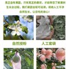 山东 栖霞 富士 苹果5-6个/约1500g 商品缩略图13