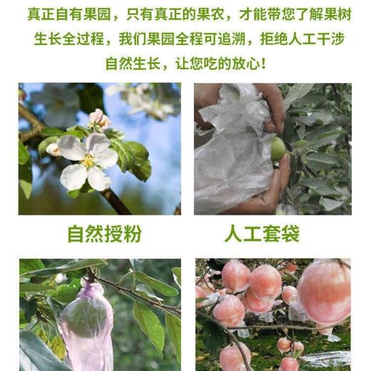 山东 栖霞 富士 苹果5-6个/约1500g 商品图13