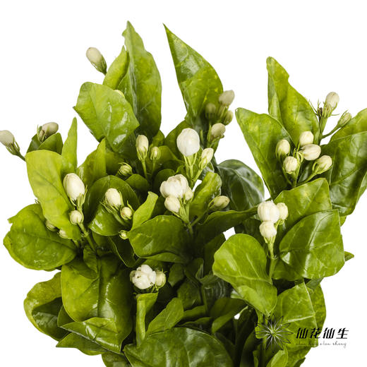 配花 | 茉莉花 商品图0