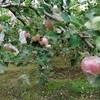 山东 栖霞 富士 苹果5-6个/约1500g 商品缩略图12