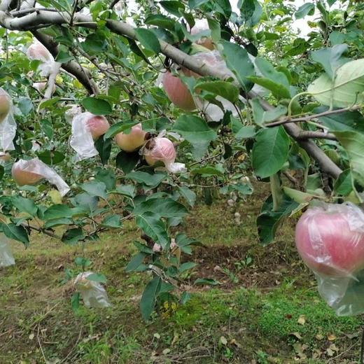 山东 栖霞 富士 苹果5-6个/约1500g 商品图12