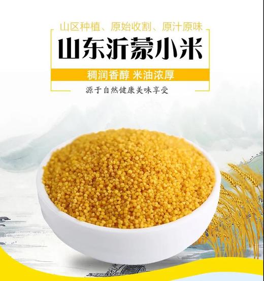 【沂蒙山黄小米】自然成熟，现磨现发，新鲜美味-YMSSZT 商品图1