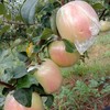 山东 栖霞 富士 苹果5-6个/约1500g 商品缩略图11