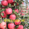 山东 栖霞 富士 苹果5-6个/约1500g 商品缩略图2