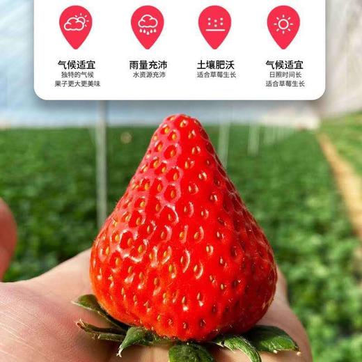 精选丹东99草莓 商品图8