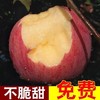 山东 栖霞 富士 苹果5-6个/约1500g 商品缩略图4