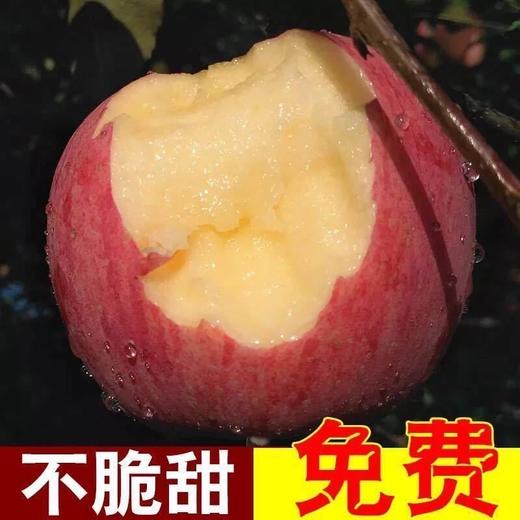 山东 栖霞 富士 苹果5-6个/约1500g 商品图4