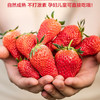 精选丹东99草莓 商品缩略图1