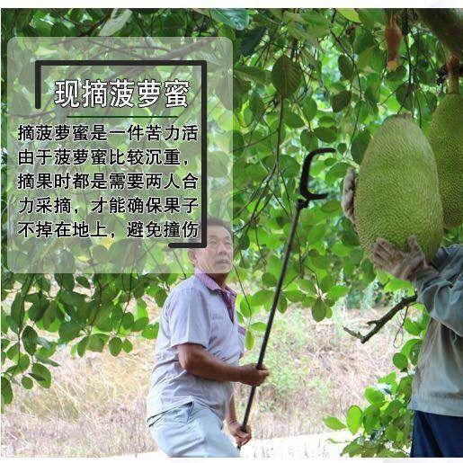 海南 菠萝蜜 1盒/约250g 商品图13