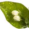 配花 | 茉莉花 商品缩略图3