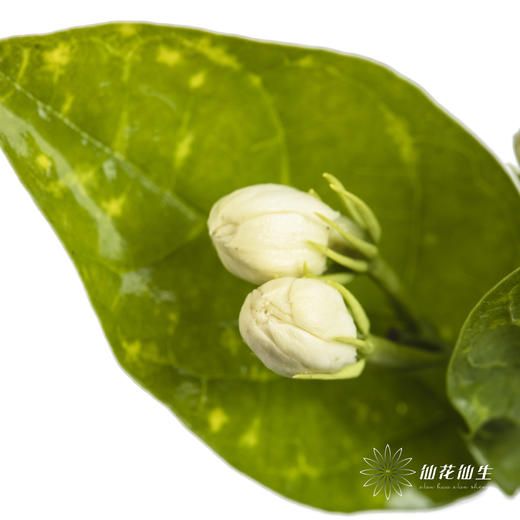 配花 | 茉莉花 商品图3