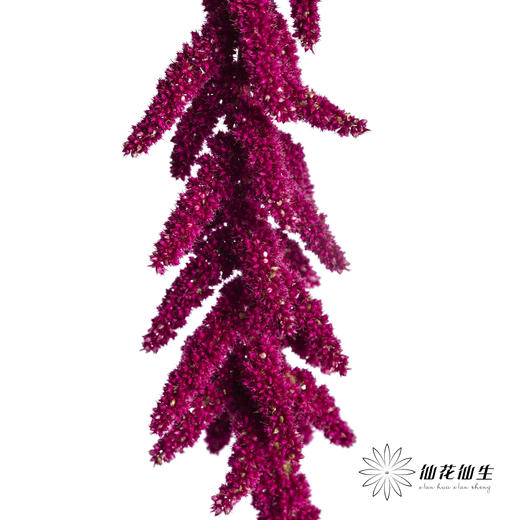 配花 | 吊米红色 商品图1