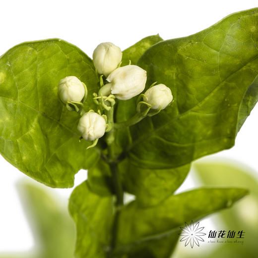 配花 | 茉莉花 商品图2