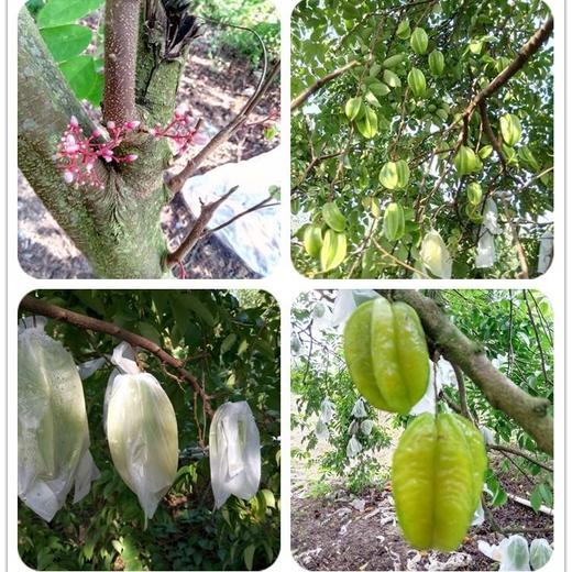 广东 杨桃 1个 约250g 商品图9