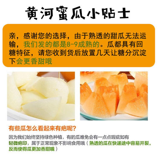 黄金蜜瓜 1个/约2000g 商品图10