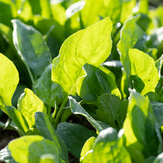 菠菜 
Spinach 商品图1