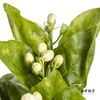 配花 | 茉莉花 商品缩略图1
