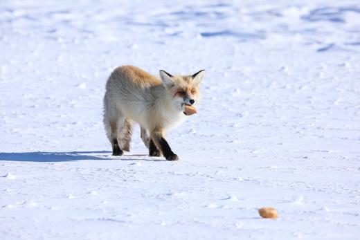 【颂•雪 新疆】冰雪新疆赛里木湖蓝冰，天鹅泉、叼羊、巩乃斯仙境行摄8天 商品图5