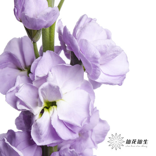 配花 | 紫罗兰浅紫(季节原因,把头较小.介意慎拍) 商品图0