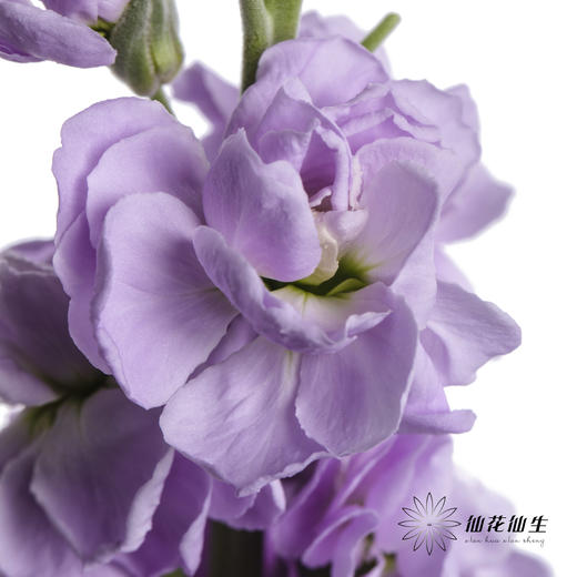 配花 | 紫罗兰浅紫(季节原因,把头较小.介意慎拍) 商品图4