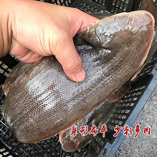 【野生幼鳞大龙利鱼】野生海捕，肉厚刺少，营养护眼，鱼鳞细小，肉质更细腻，帮杀好 商品图5