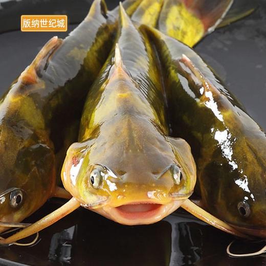 【bn】黄辣丁 约500g/份