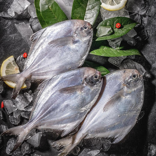 冷冻银鲳鱼 300g/袋 商品图0