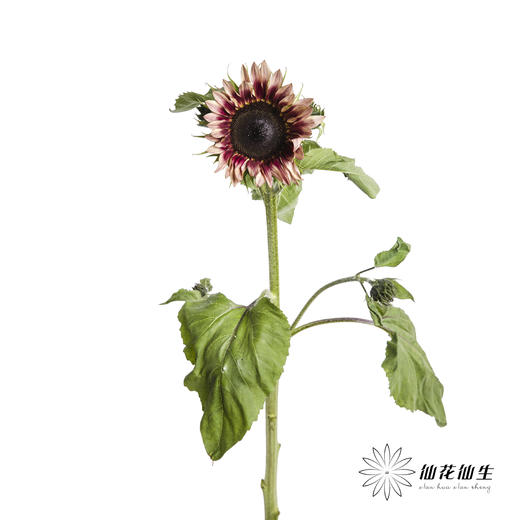 向日葵 | 油画 商品图1