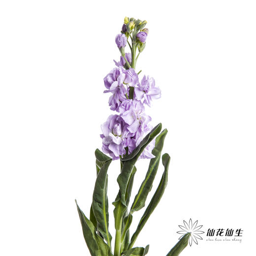 配花 | 紫罗兰浅紫(季节原因,把头较小.介意慎拍) 商品图1