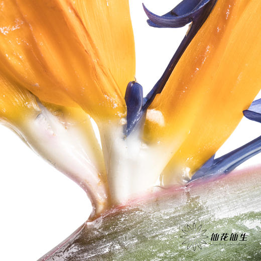 配花 | 天堂鸟 商品图5