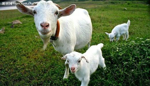 丨生态丨山羊奶皂 敏感肌肤适宜 徐小鱼 商品图3