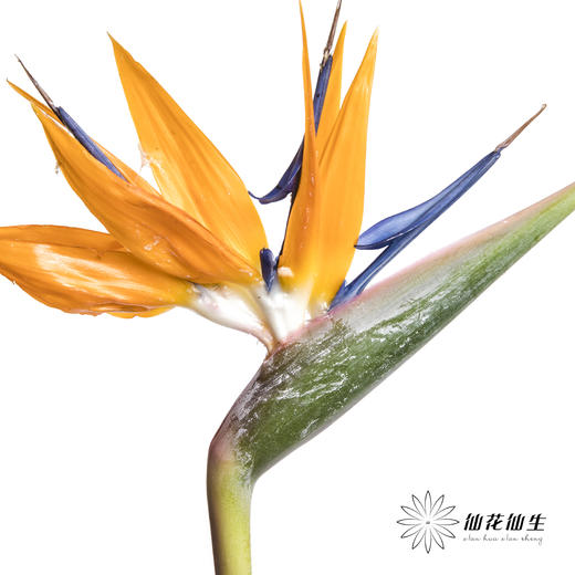 配花 | 天堂鸟 商品图1