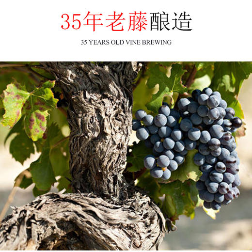 【大师封笔之作】阿根廷 大师酒 原瓶进口红酒 14.5度干红 商品图3