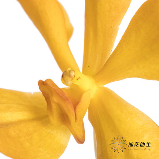 兰花 | 千代兰橙色 商品图2