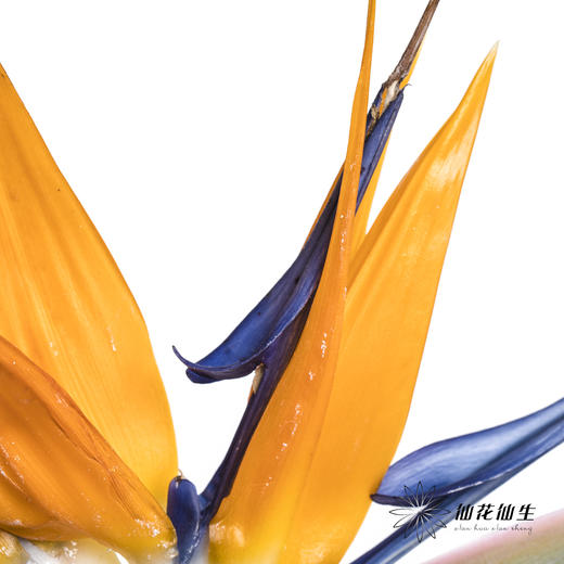 配花 | 天堂鸟 商品图6