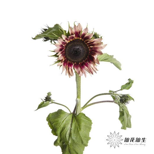 向日葵 | 油画 商品图3