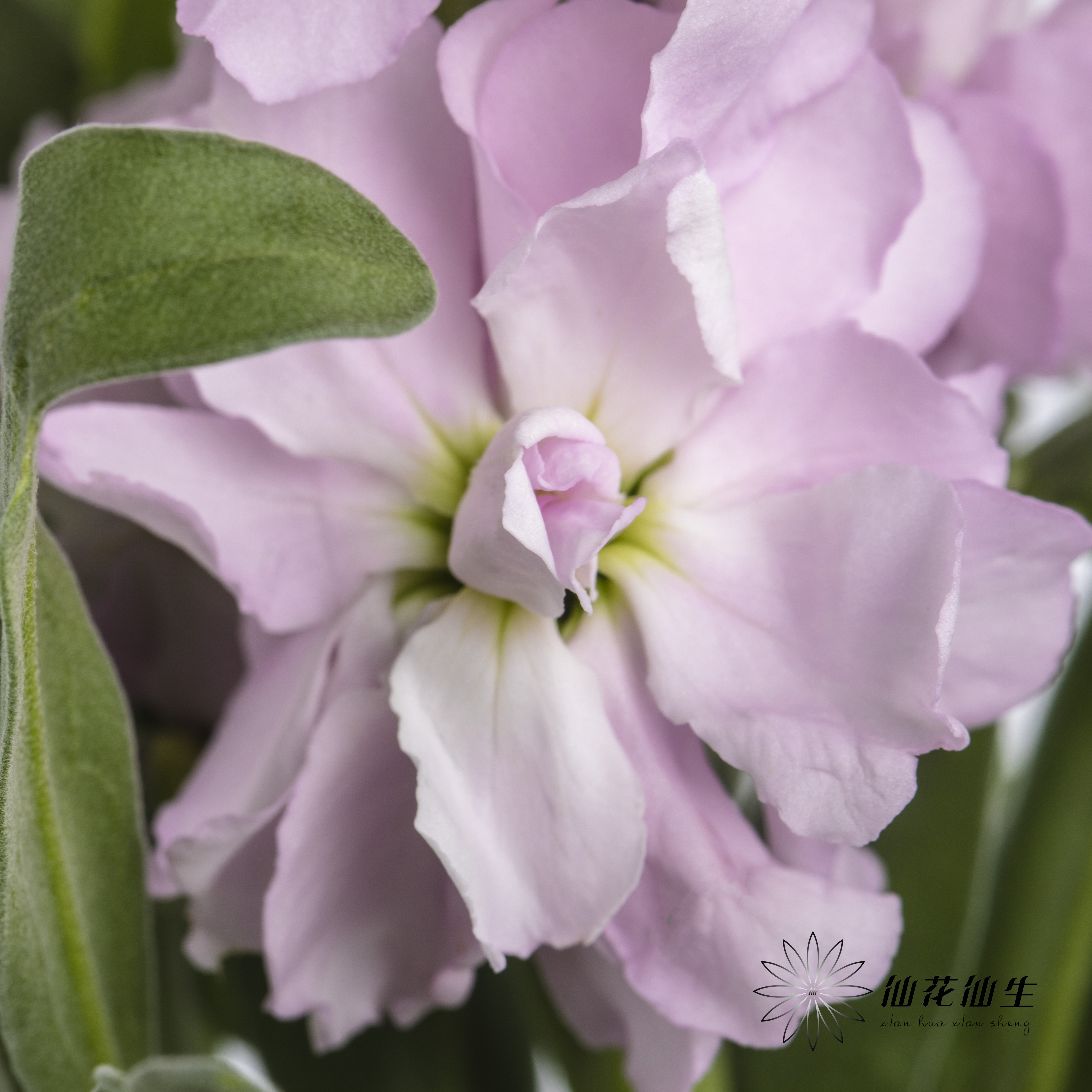 配花 | 紫罗兰粉色(季节原因,把头较小.介意慎拍)