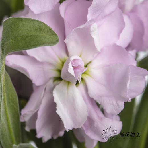 配花 | 紫罗兰粉色(季节原因,把头较小.介意慎拍) 商品图0