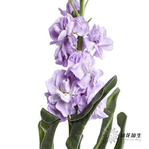 配花 | 紫罗兰浅紫(季节原因,把头较小.介意慎拍) 商品图3