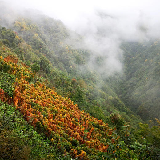 有机森林山药  | 合作生产 * Organic Forest Chinese yam | Coproduction 商品图6