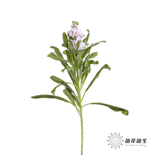 配花 | 紫罗兰粉色(季节原因,把头较小.介意慎拍) 商品图3